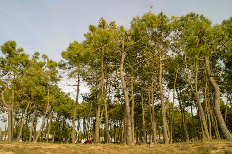 foret la faute sur mer